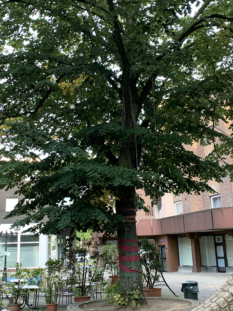 Baum inmitten des Pace d' Arras mit hängenden Beschmückung